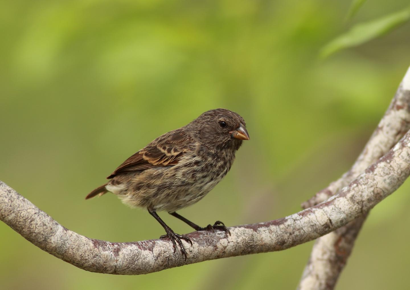 Small Gal&aacute;pagos Ground Finch