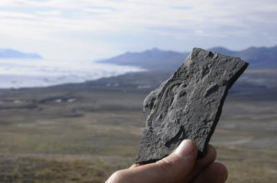 <em>Halkieria evangelista</em> from the Cambrian Sirius Passet Fossil Lagerst�tte of North Greenland