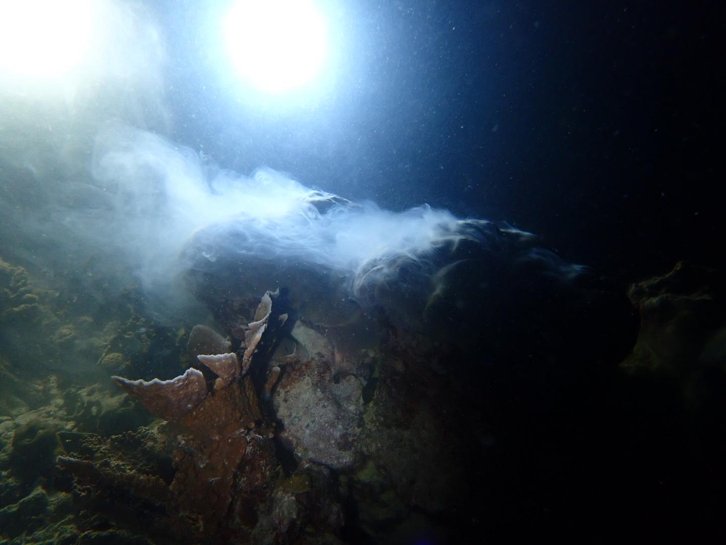 Male porites spawning