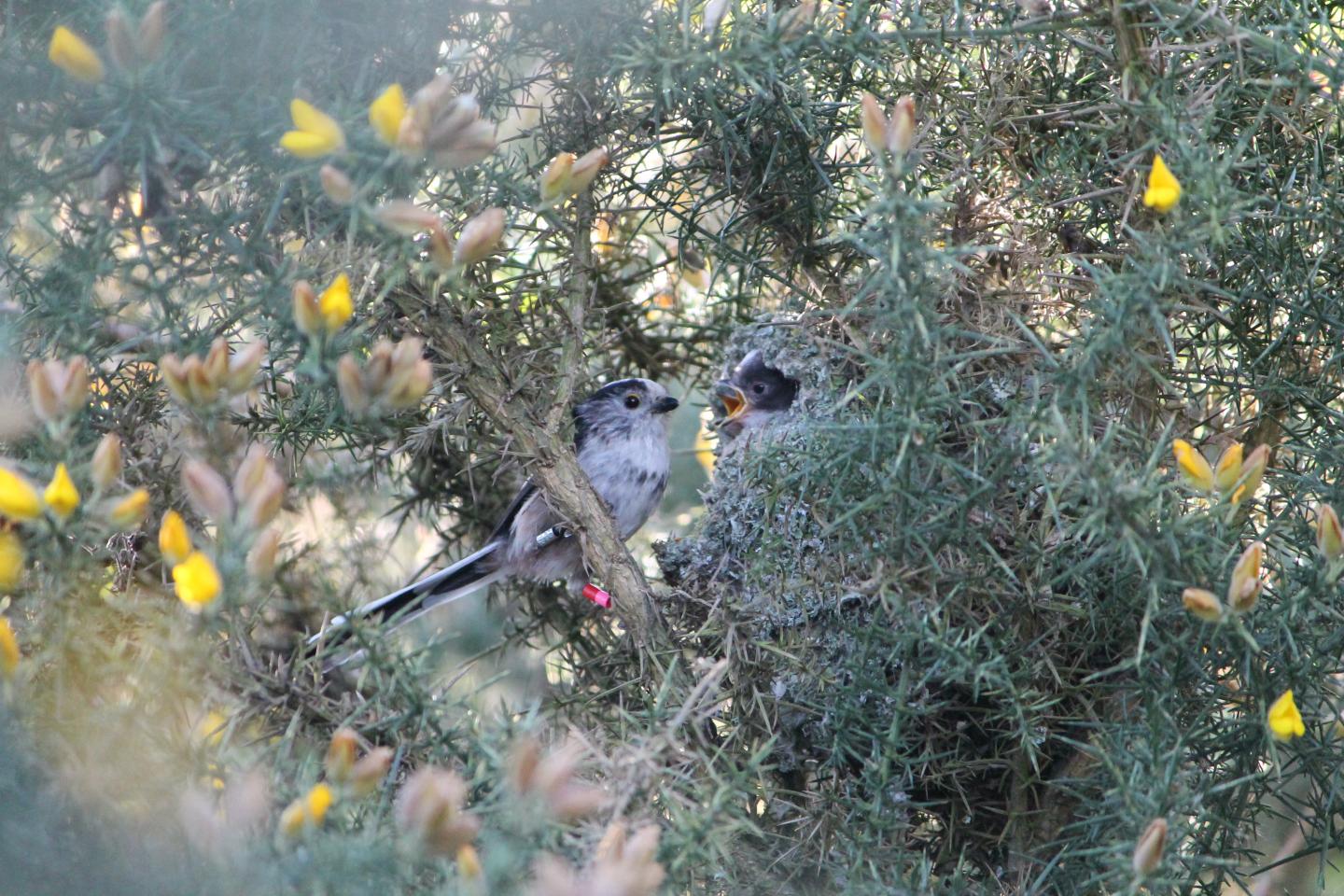 Long-Tailed Tit Aegithalos Caudatus