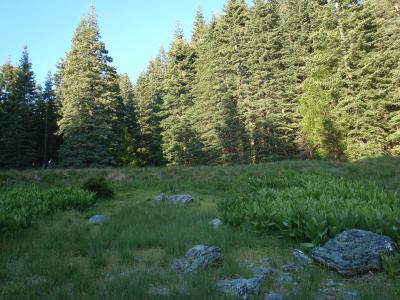 Forest Nitrogen Horizontal