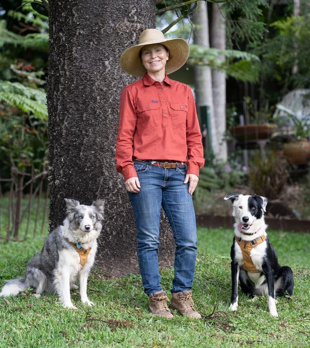 Detection dogs Blue and Emmy, with handler Amanda Hancock from Carnarvon Canines, are being used to locate dunnarts in grasslands.