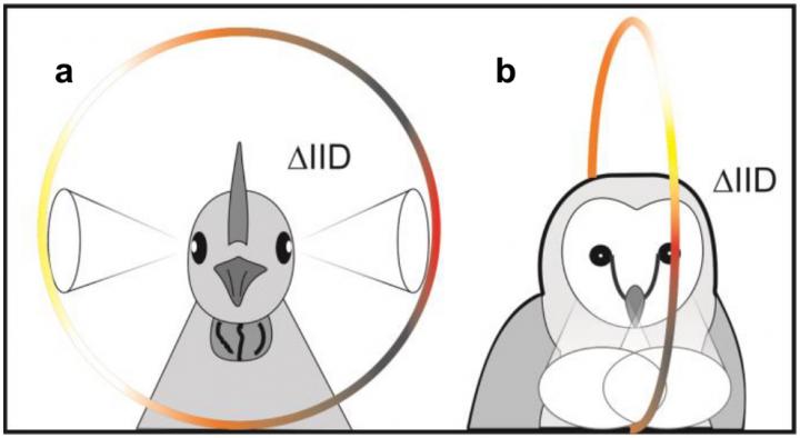Specifications for Lateral and Frontal Hearing