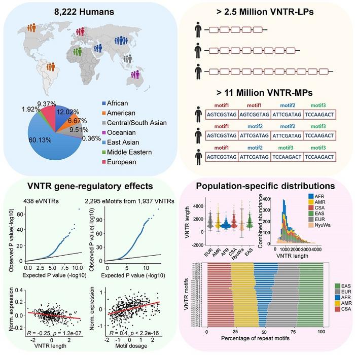 Genome-wide investigation of VNTR motif polymorphisms in 8,222 genomes