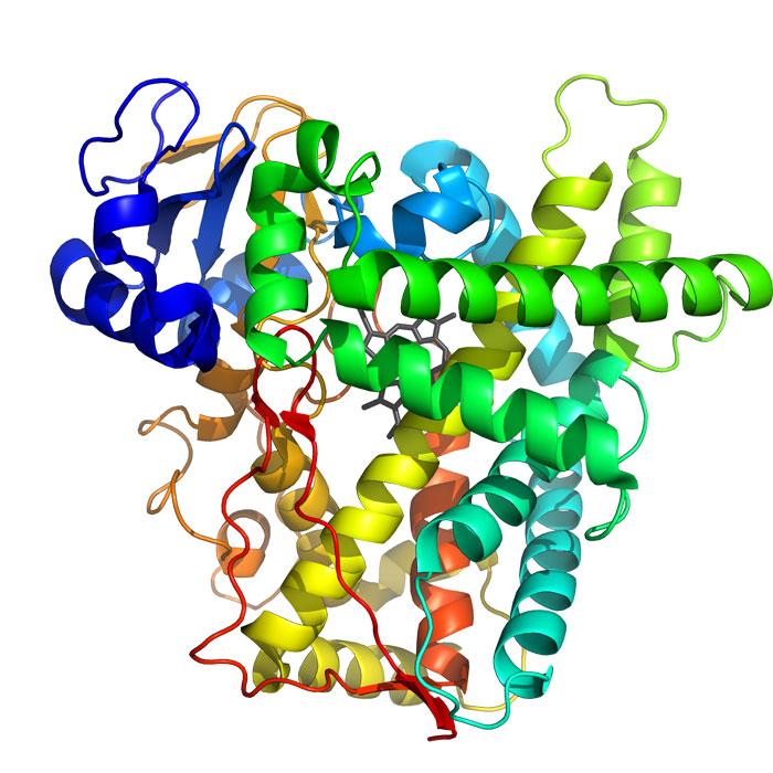 Японские ферменты. Фермент цитохром р450. Цитохром p450. Цитохром p450 структура. Цитохром p450 хромопротеид.