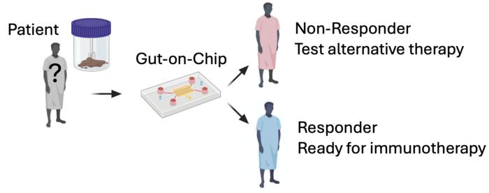 The Gut-on-Chip makes it possible to test the gut microbiota of a patient with cancer