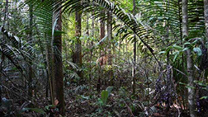 Amazonian Rainforest