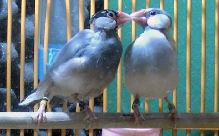 Pair-bonded Java sparrows examined in the study