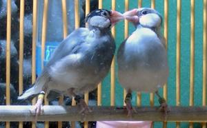 Pair-bonded Java sparrows examined in the study