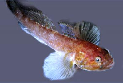 Goby