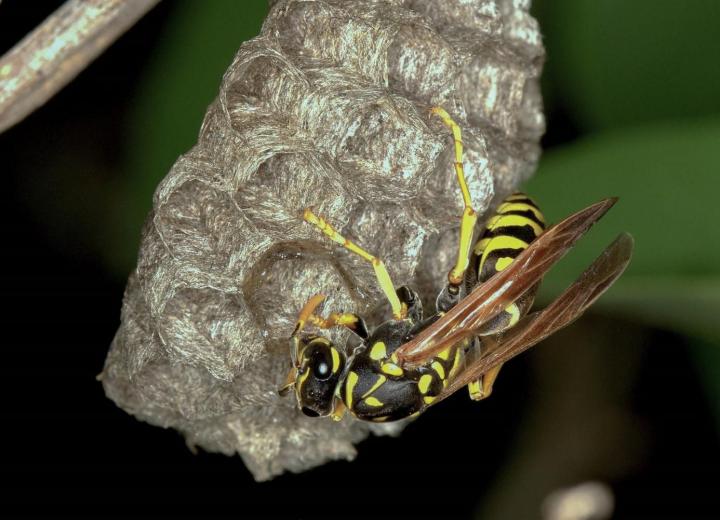 Female Paper Wasp on its Nest