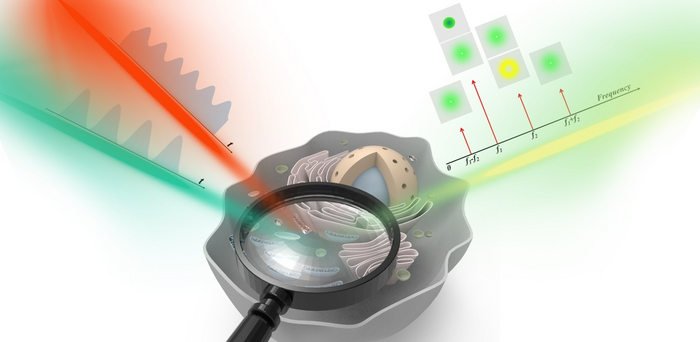 Frequency-domain STED microscopy to selectively suppress the backgrounds in biological imaging.