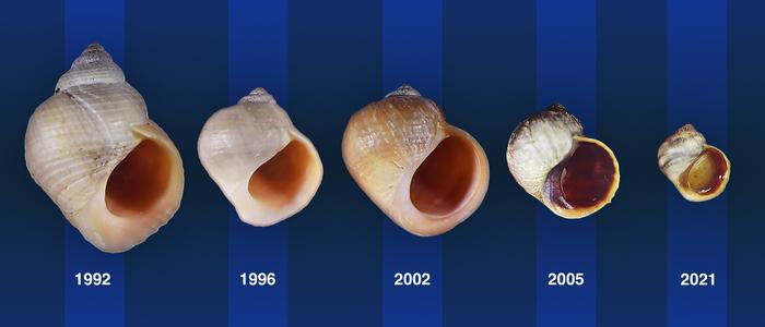 Snail evolution in the making