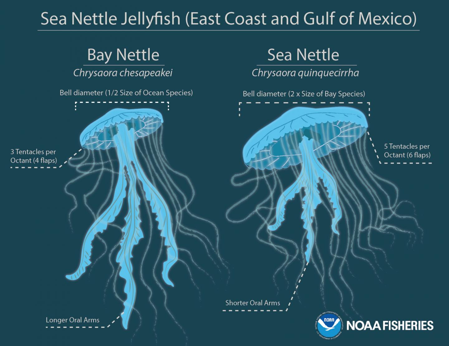 Infographic: Bay Nettle in Comparison with Sea Nettle