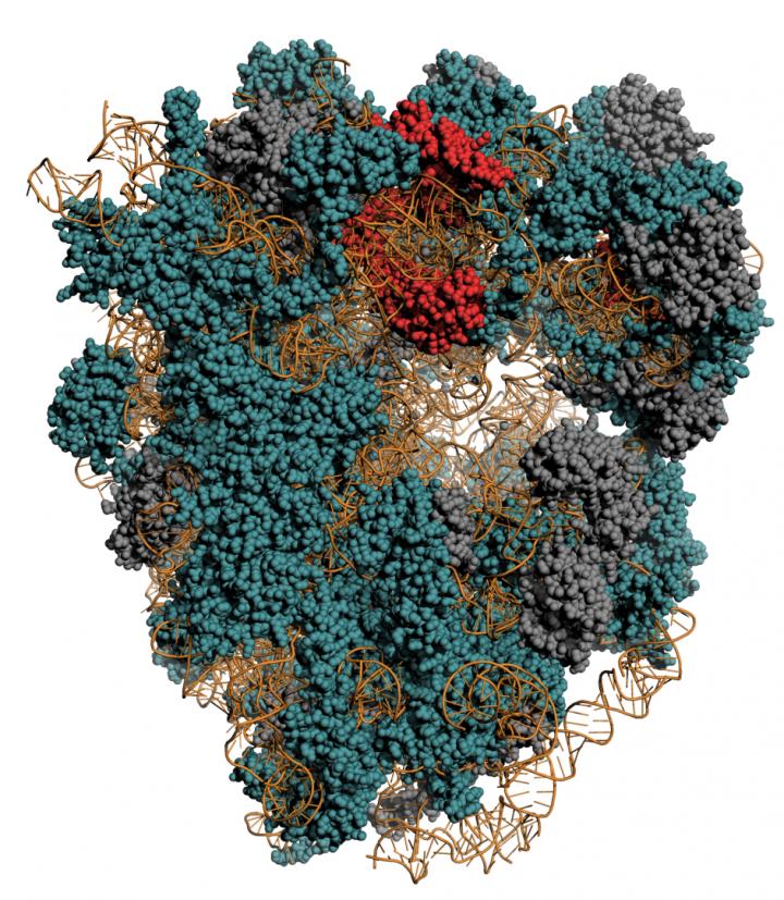 Ribosome: A Complex with Proteins Having Different Degradation Kinetics