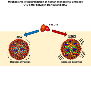 Destabilizing antibodies