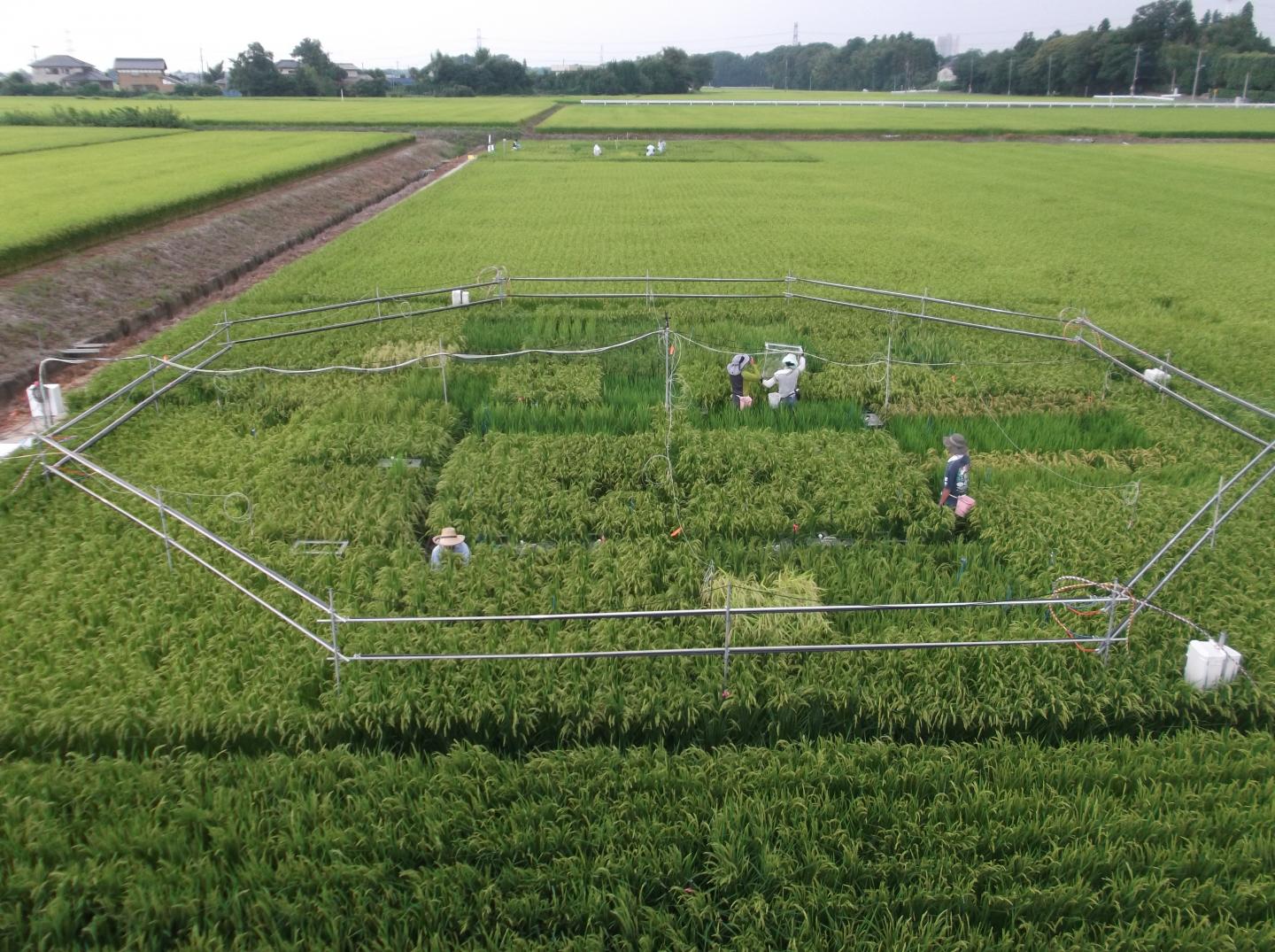 Experimental Rice Field near Tsukuba, Japan