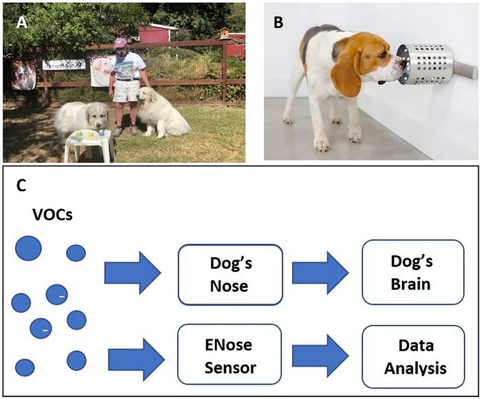 Illustrations showing how scent dogs are trained and how Enoses are being developed.