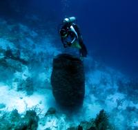 Caribbean Giant Barrel Sponge
