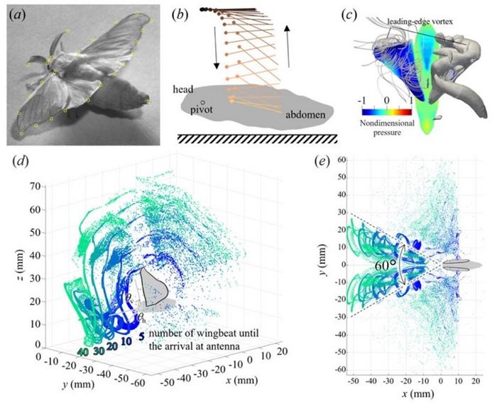 Study identifies pheromone detection mechanisms in silkworm moths