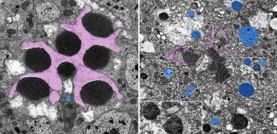 Transport in Fly Eyes