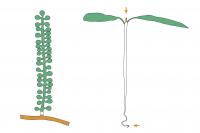 Umi-Budo and Land Plant Gene Expression Diagram