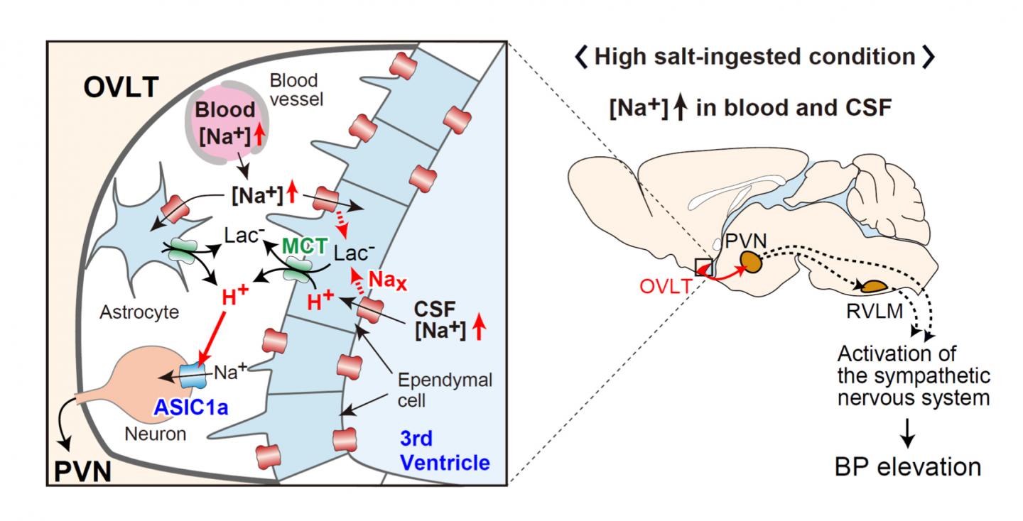 Central Mechanisms of Salt-Induced BP Elevations