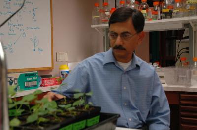 Dr. Keeri Rathore, Texas Agricultural Experiment Station