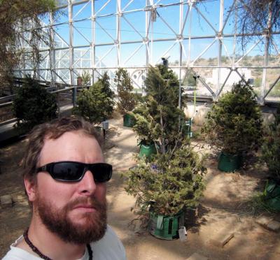 Biosphere 2 Pine Experiment -- Long Monitoring Shifts