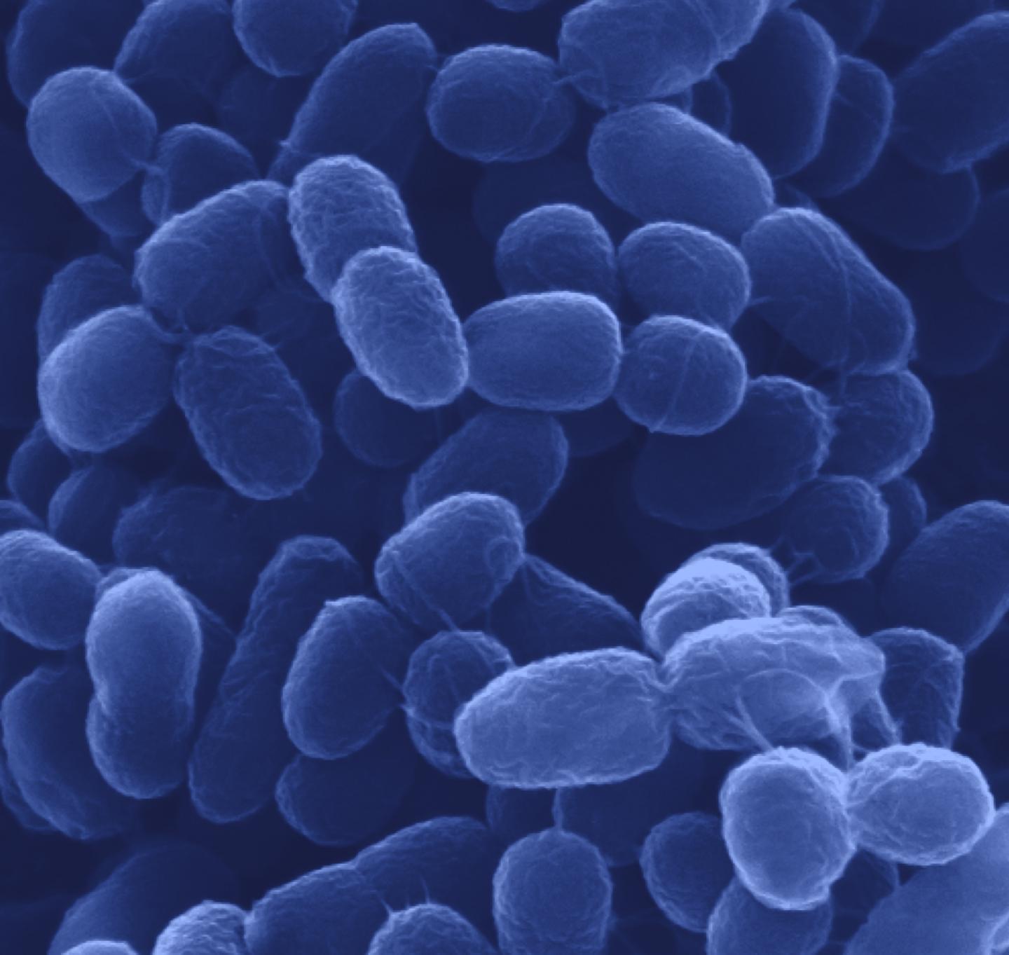 Microbes - Carbon to chemicals