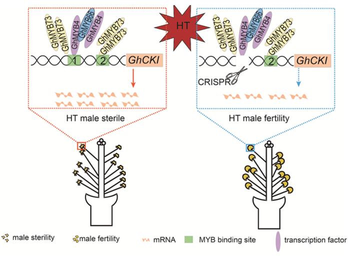 Figure 3. A model for editing the GhCKI promoter to improve male heat tolerance in upland cotton.