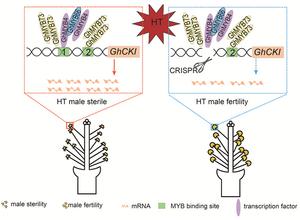 Figure 3. A model for editing the GhCKI promoter to improve male heat tolerance in upland cotton.