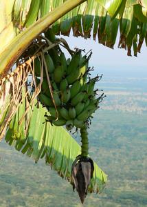 Scientists analyze banana genomics