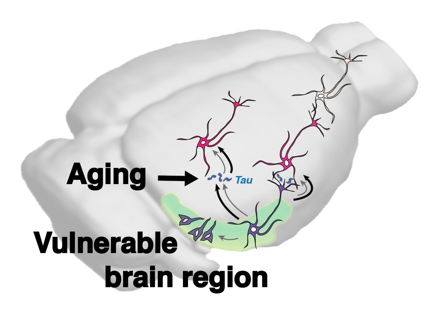 Tau Proteins Associated with Alzheimer's Disease Spread Twice as Fast in Aging Mice (1 of 1)