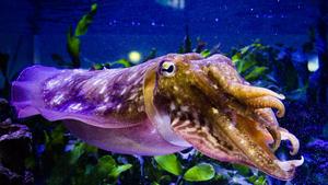 The common European cuttlefish, Sepia officinalis