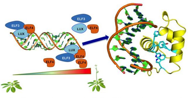 "Thermometer" protein regulates blooming