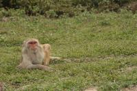 Rhesus Macaques