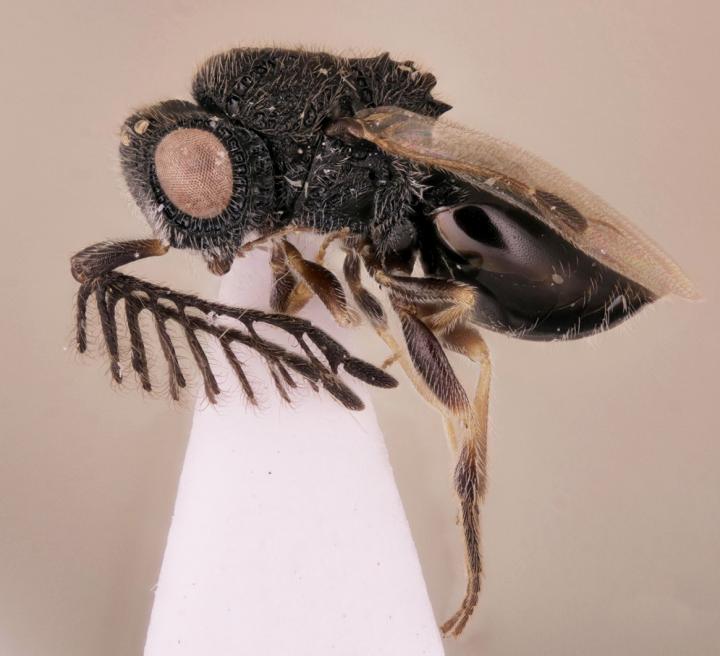 The New Parasitoid Wasp Species