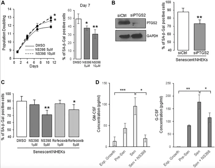 Prostaglandin E2 regulates senescence and post-senescence neoplastic escape in primary human keratinocytes