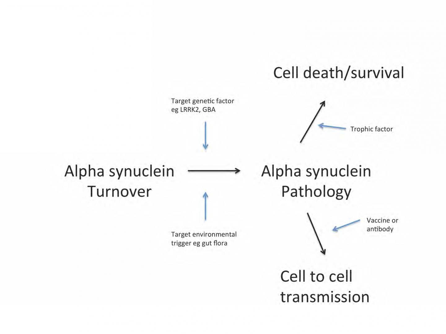 Targets for Potential Intervention