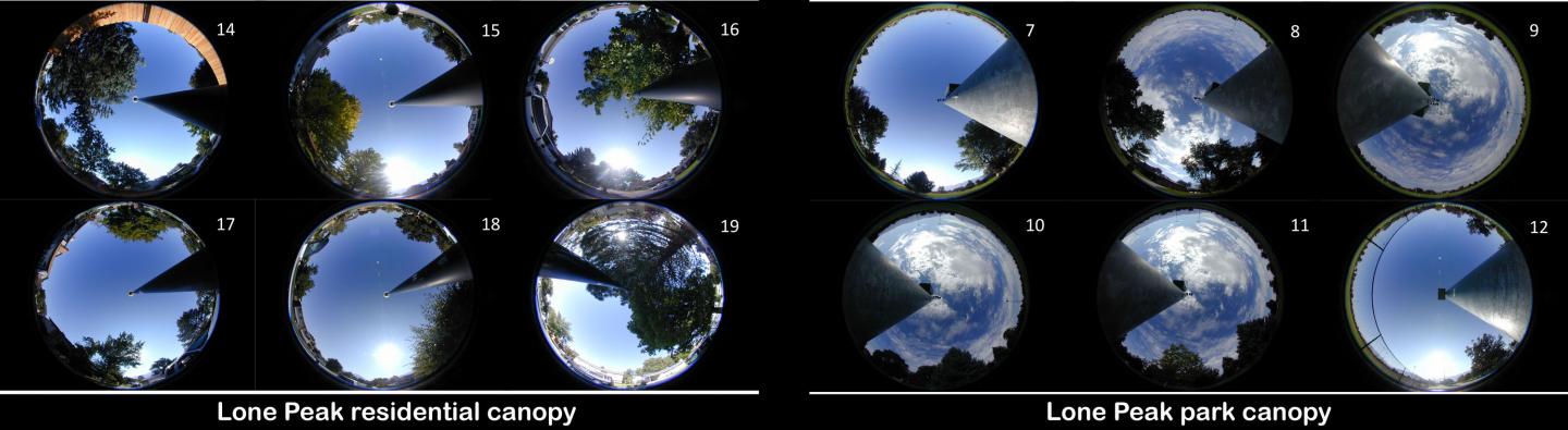 Canopies influence surface temperatures