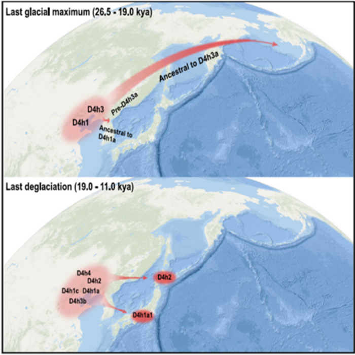 Evidence of Ice Age human migrations from China to the Americas and Japan