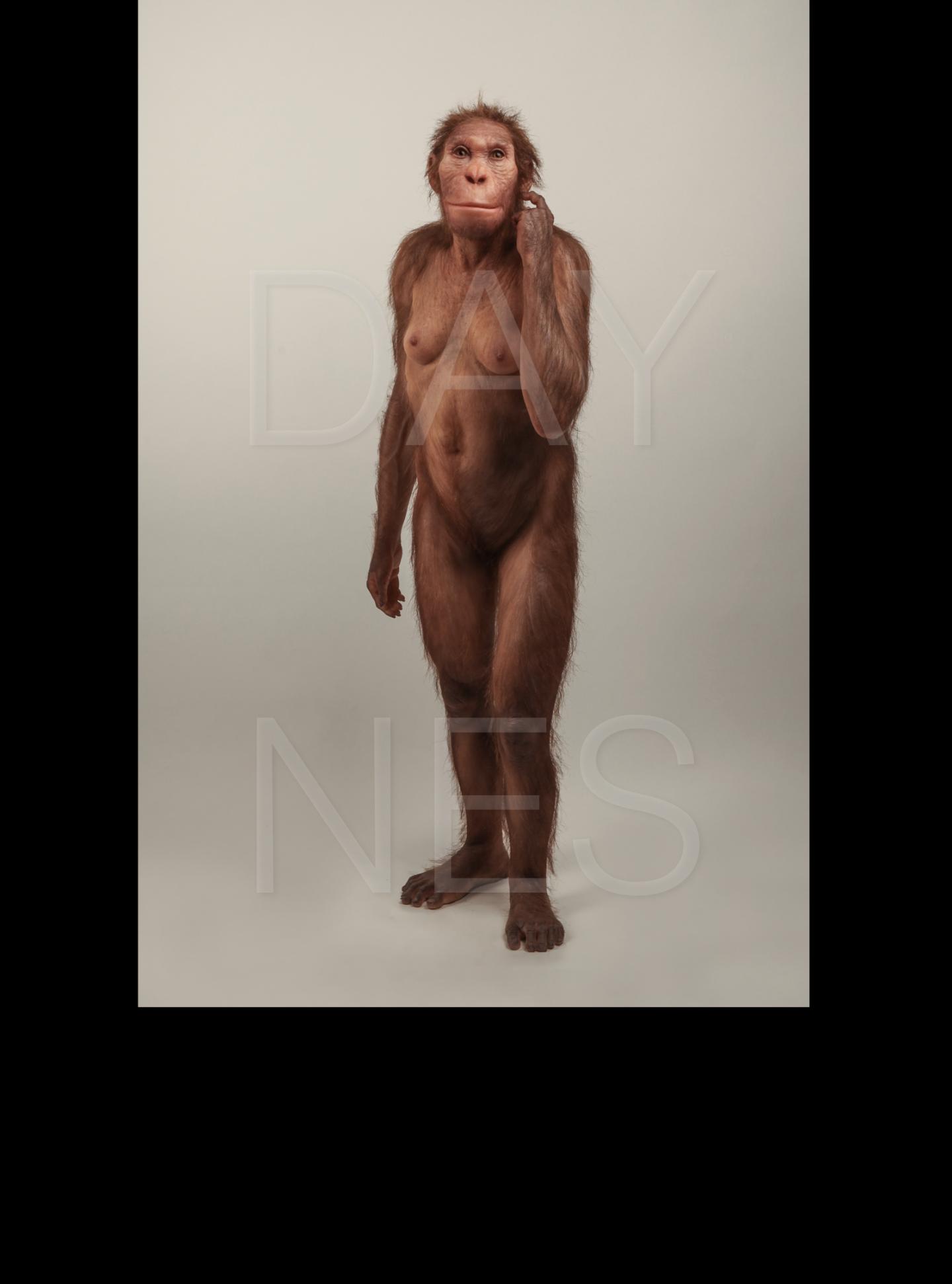 Life Reconstruction of <em>Australopithecus sediba</em> (Full Figure)