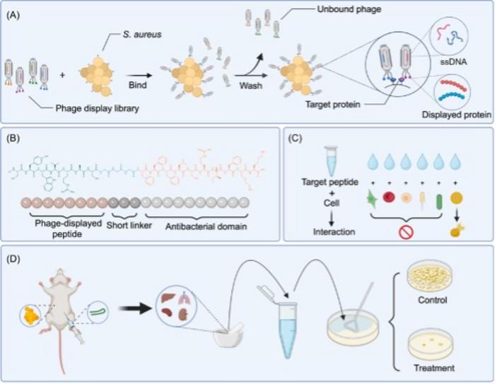 Schematic diagram of phage display technology, the chemical structure of the peptide, specific interaction of the target peptide, and in vivo antibacterial activity.