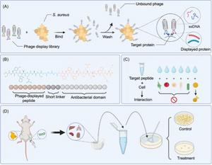 Schematic diagram of phage display technology, the chemical structure of the peptide, specific interaction of the target peptide, and in vivo antibacterial activity.