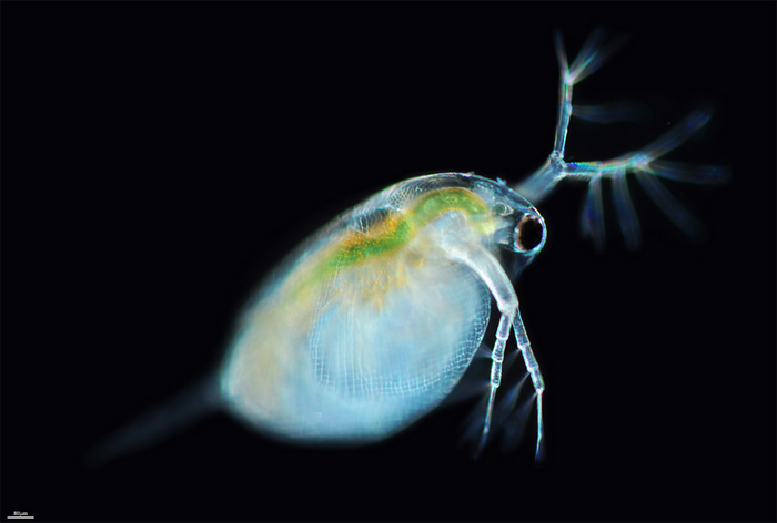 The freshwater crustacean Daphnia