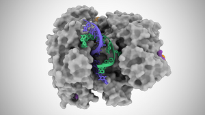 Cas12a2 Unzips DNA Double Helix