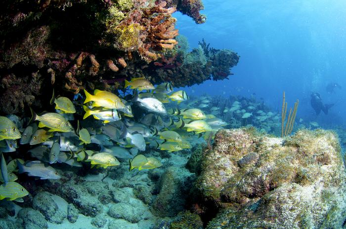 The Florida Keys reef tract