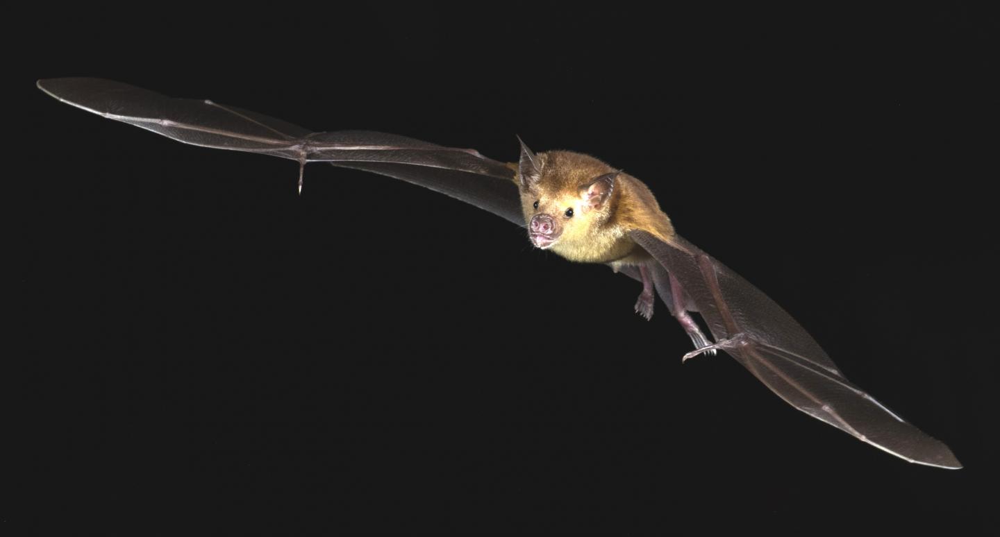 The Buffy Flower Bat (<i>Erophylla sezekorni</i>)