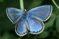 This Blue Species Has only Recently Been Discovered Thanks to Molecular Studies
